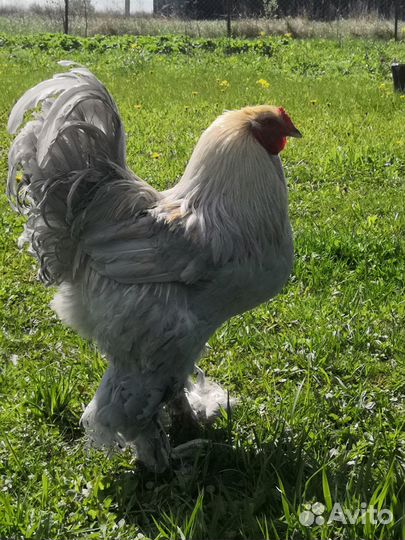 Петух брама изабелла