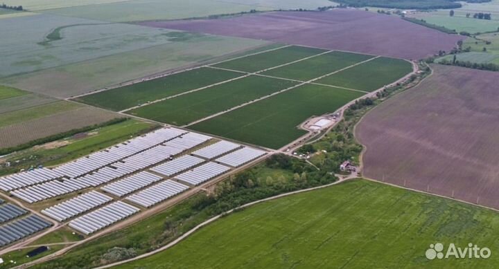 Рассада клубники