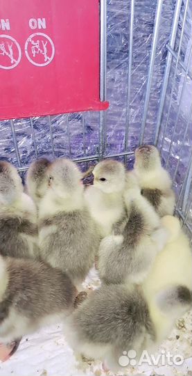 Гусята суточные