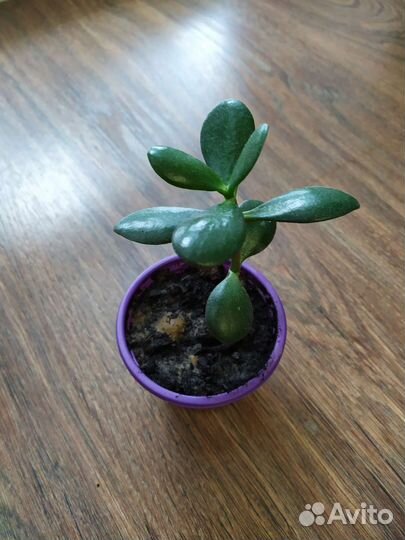 Толстянка, денежное дерево