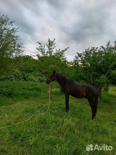 Продажа жеребчик