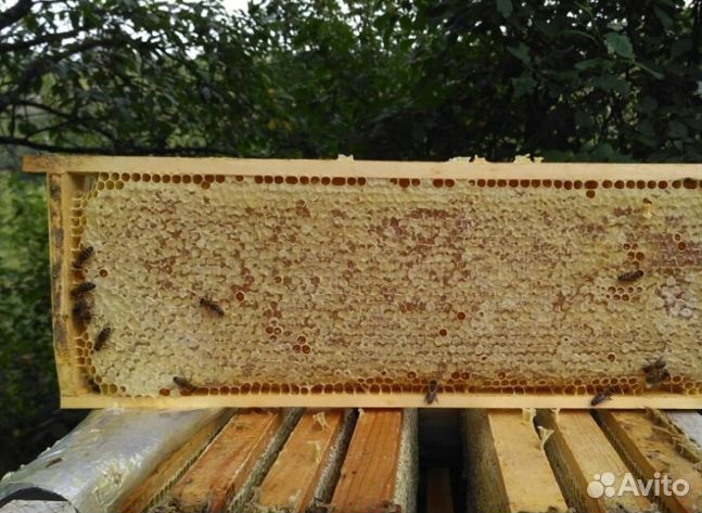 Мед 2024 года натуральный оптом