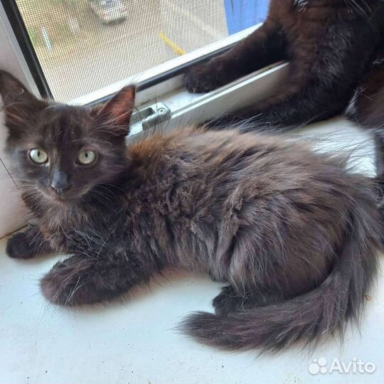 Кошка стерилизованная