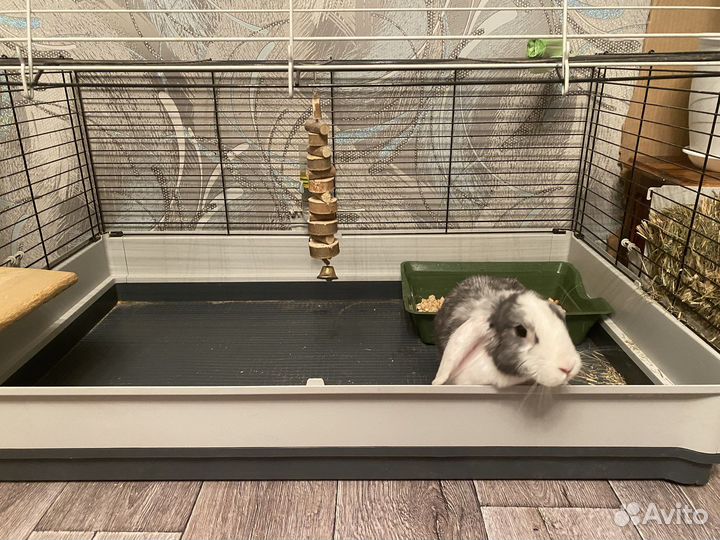 Домашнее животное