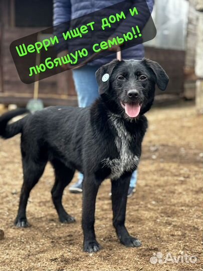 Щенки в добрые руки