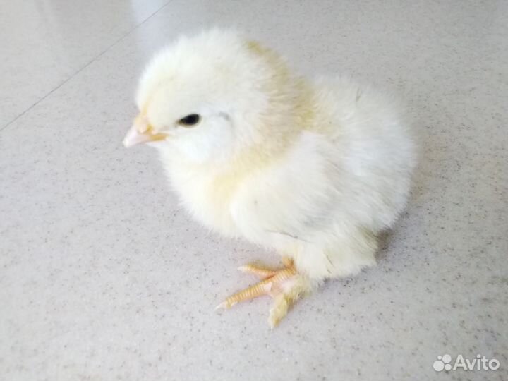 Цыплята суточные и подрощенные