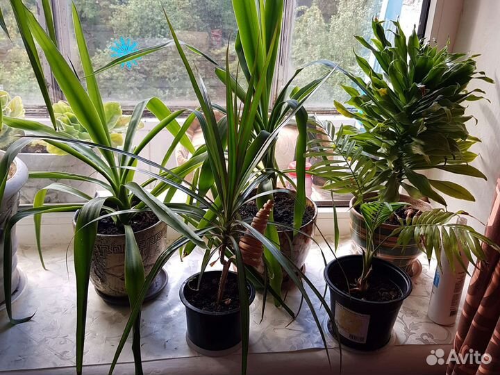 Пальмы разные