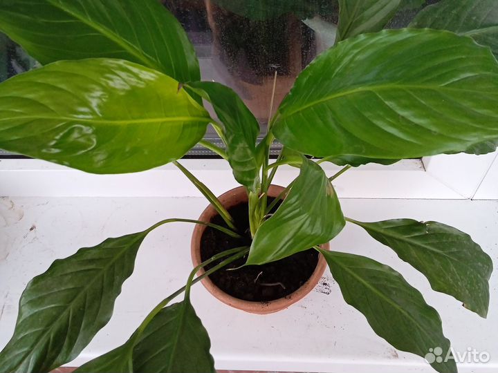 Спатифиллум