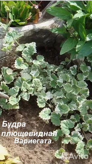 Растения Для сада