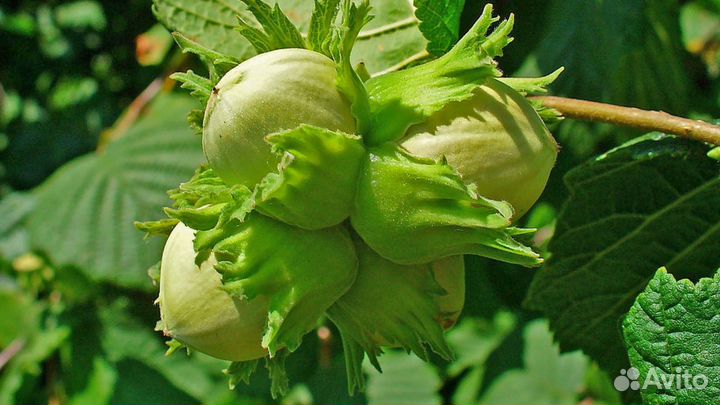 Саженцы Лесного Ореха сорт Трапезунд (Фундук)