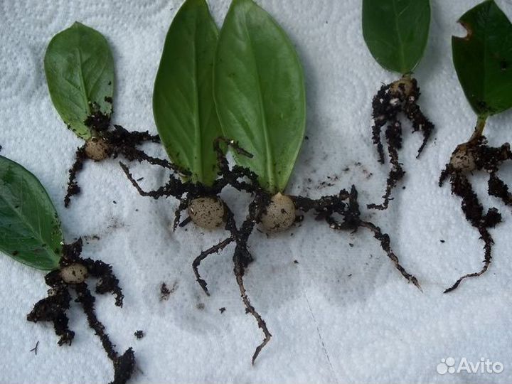 Замиокулькас Долларовое дерево