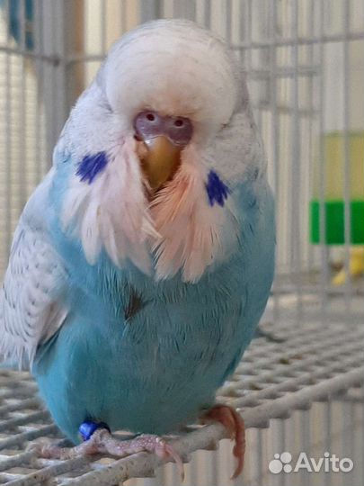 Выставочный Волнистый попугай Чех