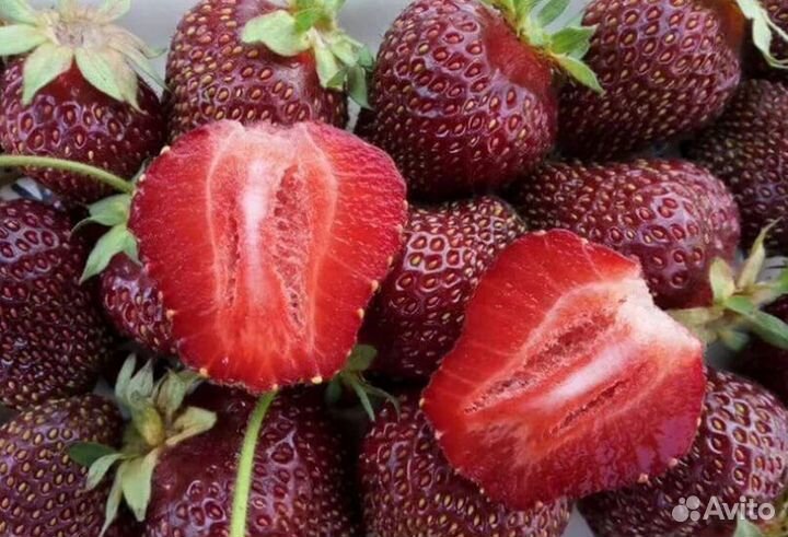 Саженцы: малина, клубника, вишня, и другое-почтой