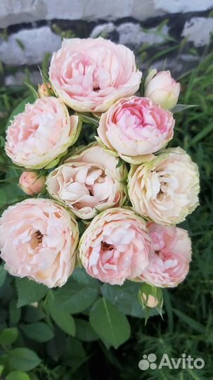 Розы и пионы сортовые (зкс)