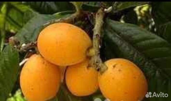 Мушмула Хойя Рео комнатные растения