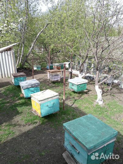 Продам пчелосемьи
