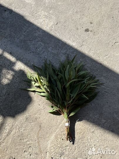 Эвкалипт веники для бани