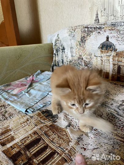 Котята в добрые руки мальчики
