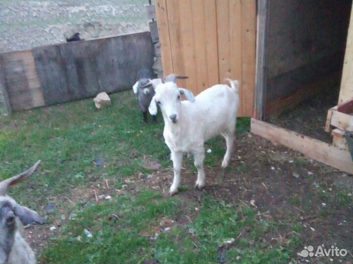 Коза козёл