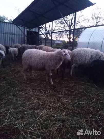Овцы бараны