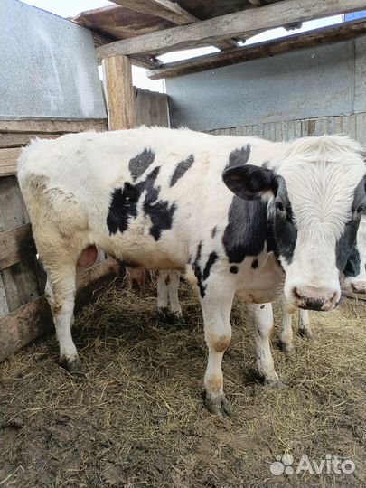 Продам бычка