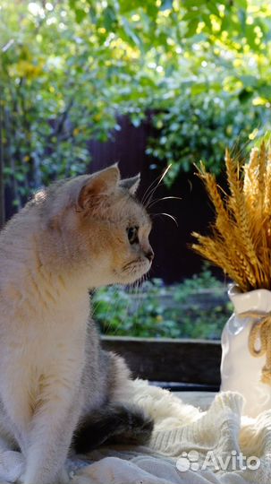 Британская