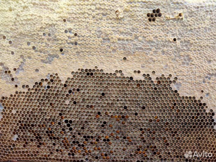 Продам сушь