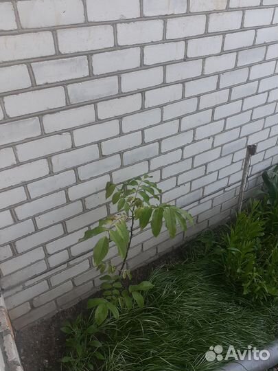 Грецкий орех саженцы