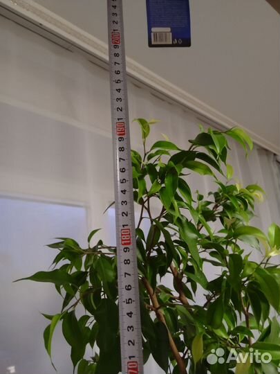 Фикус бенджамина