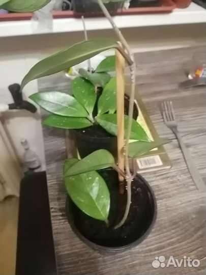 Уличные цветы и комнатные