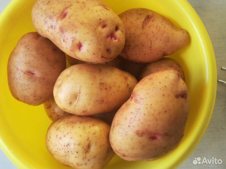 Картофель дачный