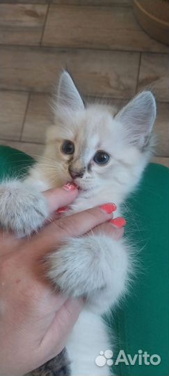 Котенок в добрые руки