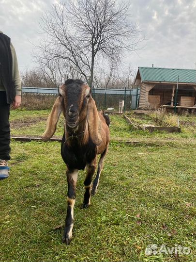Нубийский козлик на вязку