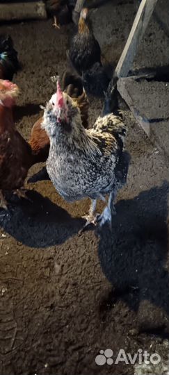 Молодые петухи