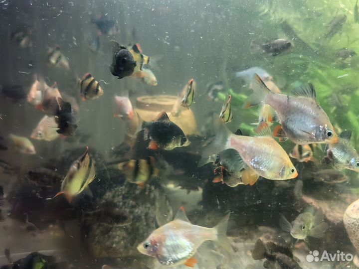 Аквариумные рыбки