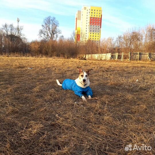 Собака в добрые руки