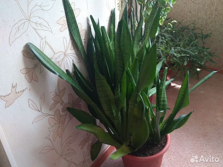 Сансевиерия