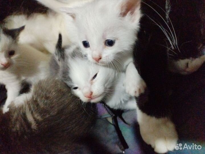Котята в добрые руки