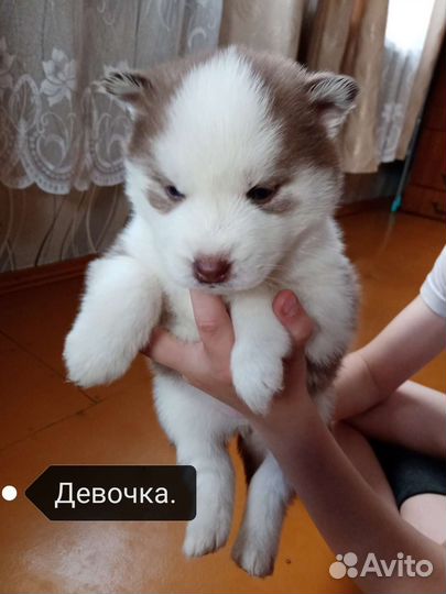 Щенки сибирской хаски