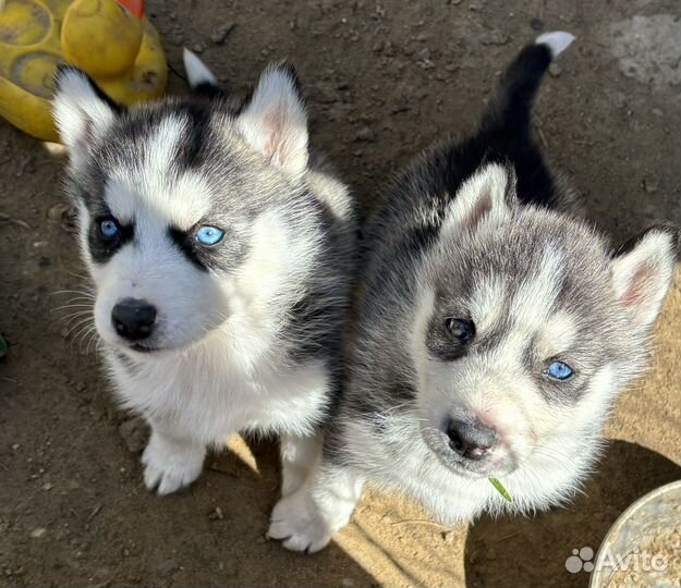 Продаются щенки