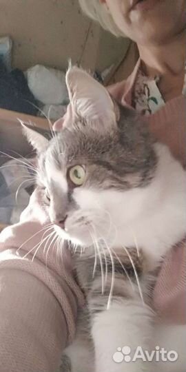 Кот в добрые руки (Облачко)