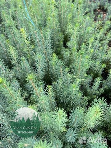 Сеянцы зкс Сосна окс Ель Лиственница Горная