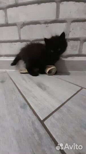 Котенок(девочка)черная, 2 месяца в добрые руки