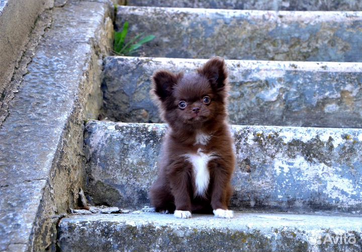 Шикарные девочки