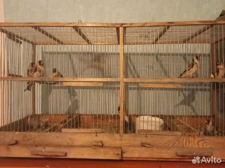 Певчие лесные птицы