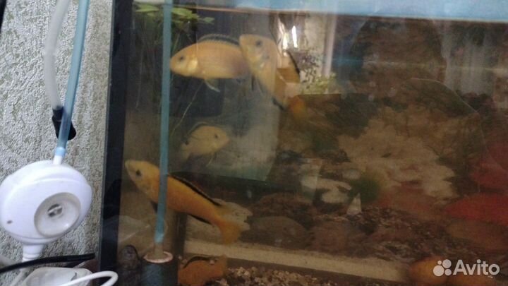 Аквариумные рыбки