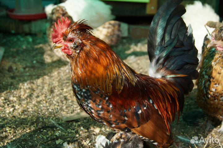 Семья Атайские бентамки 2+1