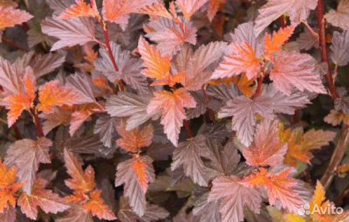 Пкзыреплодник Эмбер Джубили, Андре