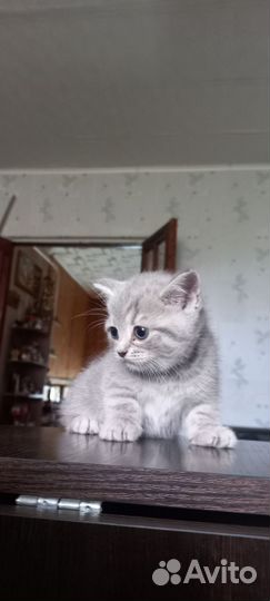 Шотландская