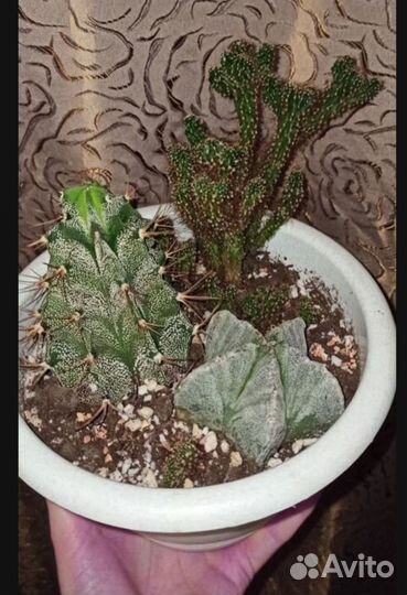 Кактусы редкие